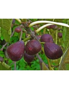 HIGUERA NEGRA (BREVA) MACETA 2