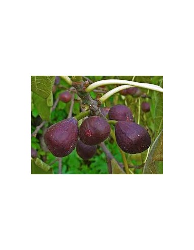 HIGUERA NEGRA (BREVA) MACETA