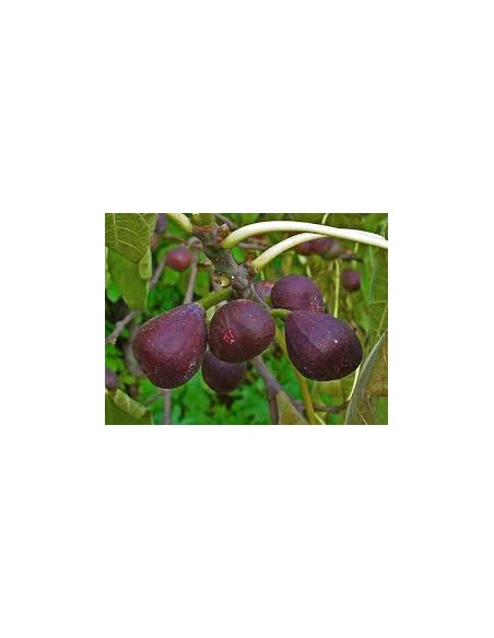 HIGUERA NEGRA (BREVA) MACETA