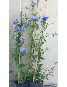 Jazmín Azul