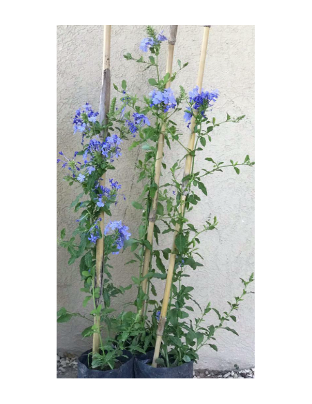 Jazmín Azul