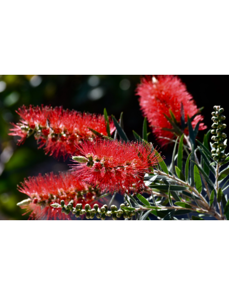Callistemon  – Limpiatubos