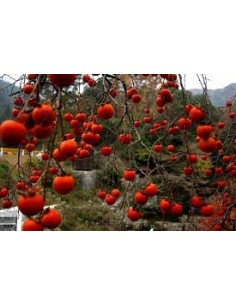 KAKI ROJO BRILLANTE MACETA 2