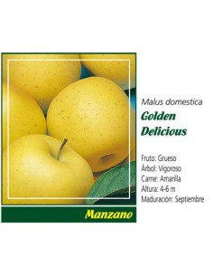 MANZANO GOLDEN MACETA 2