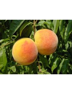 MELOCOTON AMARILLO MACETA 2