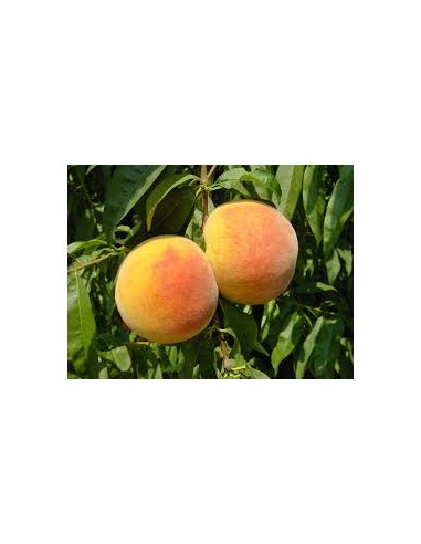 MELOCOTON AMARILLO MACETA