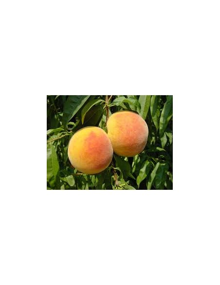 MELOCOTON AMARILLO MACETA
