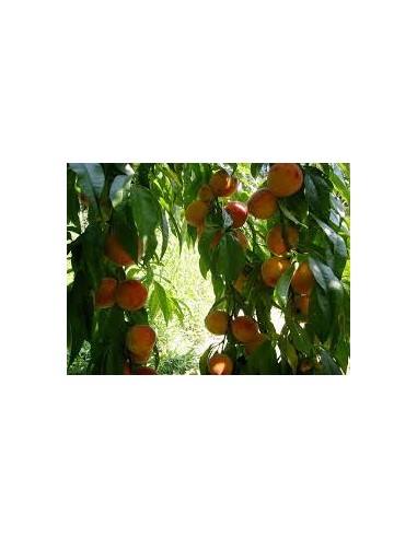 MELOCOTON AMARILLO MACETA