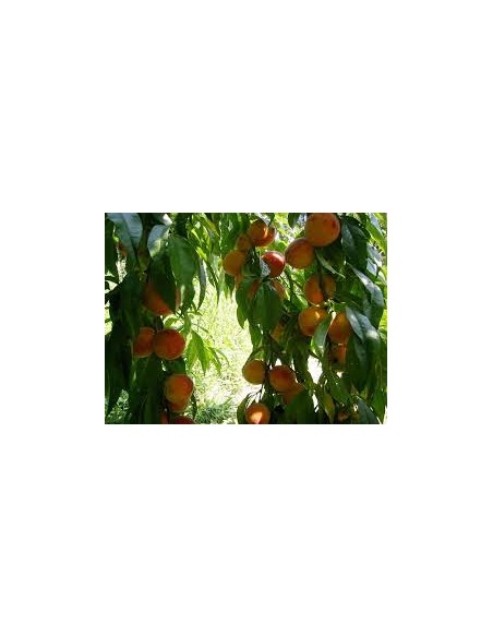 MELOCOTON AMARILLO MACETA