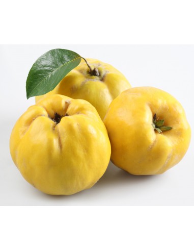 MEMBRILLO MACETA