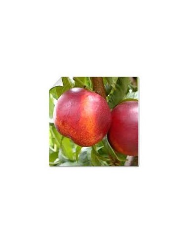 NECTARINA MACETA