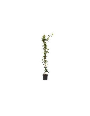 TRACHELOSPERMUN JAZMINOIDE MACETA