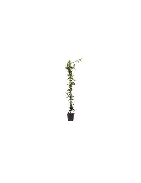 TRACHELOSPERMUN JAZMINOIDE MACETA