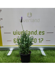 LAVANDA DENTATA MACETA
