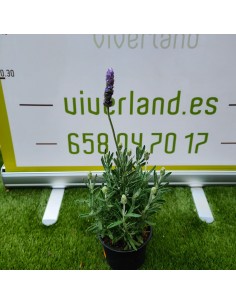 LAVANDA DENTATA MACETA 2