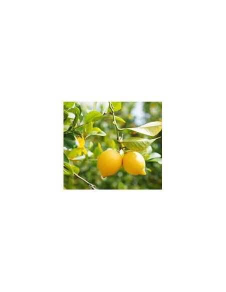 LIMONERO LUNERO C30