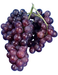 PARRA MOSCATEL NEGRA MACETA