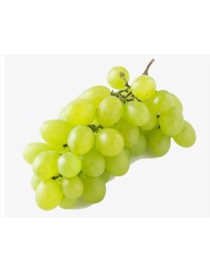 PARRA UVA BLANCA VERDEJO MACETA