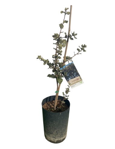 ENCINA MACETA (QUERCUS ILEX)