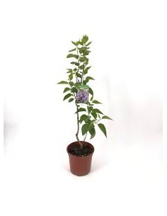 LILO MACETA 5L (rosa)