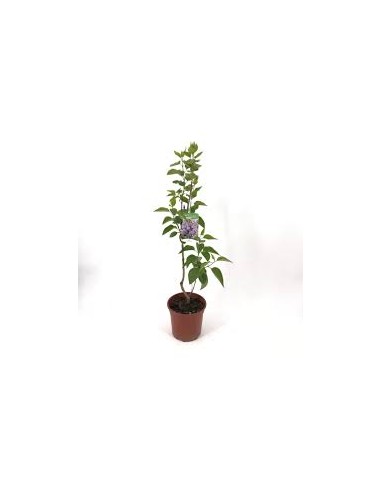 LILO MACETA 5L (blanco)
