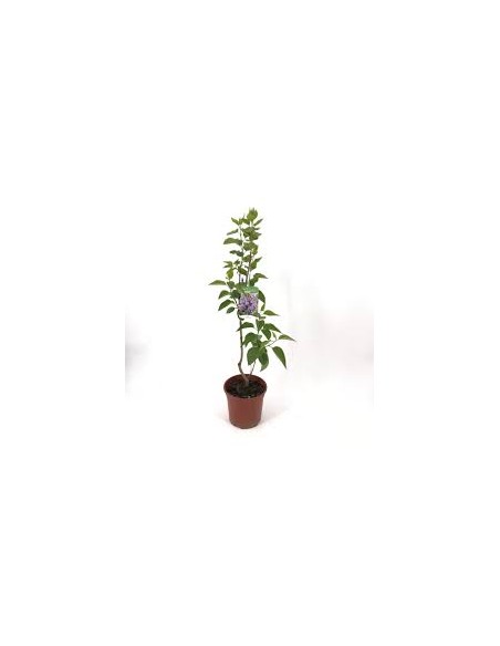 LILO MACETA 5L (blanco)