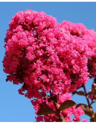 LAGERSTROEMIA INDICA (ARBOL DE JUPITER)