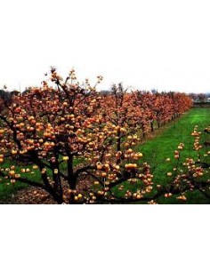 KAKI FAU FAU MACETA 2