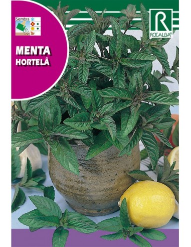 MENTA 0.5 GRAMOS