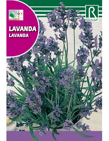 LAVANDA 1GRAMO