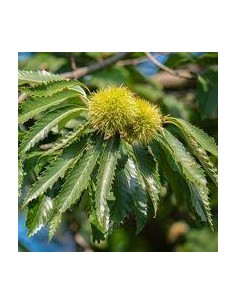 CASTAÑO EUROPEO MACETA 2