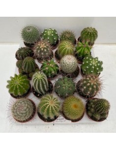 CACTUS SIN FLOR M8.5 (UNIDADES SUELTAS)