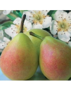 PERAL JOAQUINA (SAN JUAN) MACETA 2