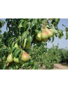 PERAL MORETINI MACETA 2