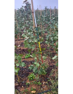 ¡¡¡¡¡RESERVAS FINALES DICIEMBRE¡¡¡ PISTACHO MACHO...