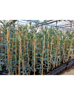 OLIVO PICO LIMÓN CEPELLÓN 2