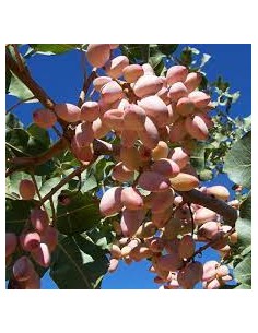 OFERTA ESPECIAL PLANTACIONES PISTACHOS 2
