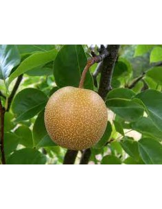 PERAL NASHI MACETA 2