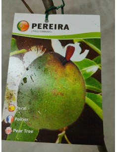 PERAL CONFERENCIA MACETA 2