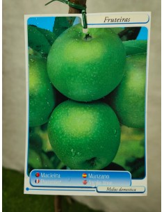 MANZANO GRANY SMITH MACETA 2