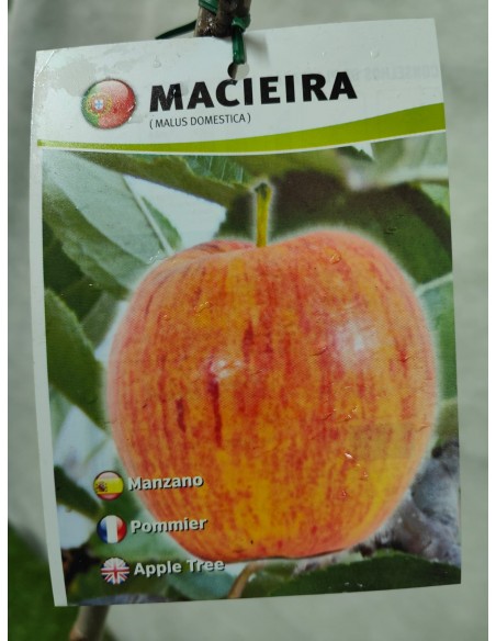 MANZANO GALA MACETA