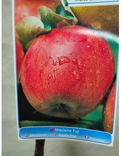 MANZANO FUJI MACETA 2
