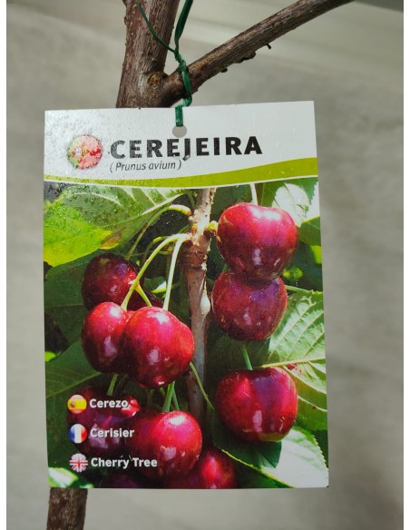 CEREZO PICOTA