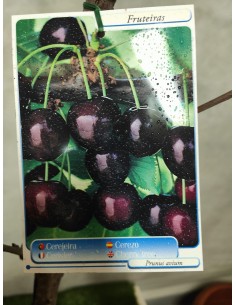 CEREZO BURLAT MACETA 2