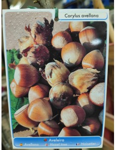 AVELLANO NEGRETA DE TARRAGONA MACETA 2