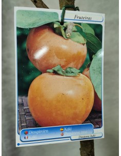 KAKI CORONA DE REY MACETA 2