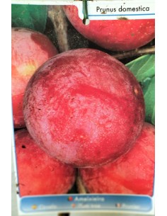 CIRUELO ROJO MACETA 2