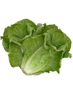 LECHUGA YERGA PACK 20UD 2