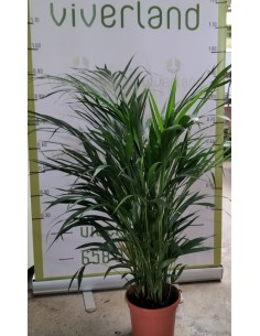 ARECA M23