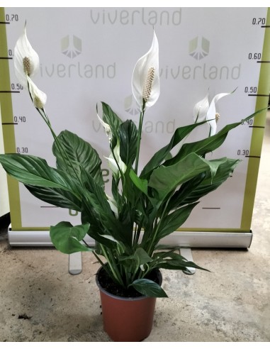 SPATHIPHYLLUM M17
